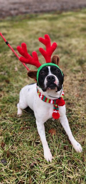 Birdie, Young Female Boxer
