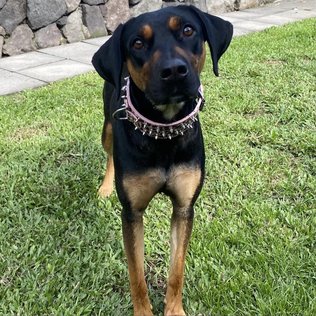 BOO, an adoptable Mixed Breed in Keaau, HI, 96749 | Photo Image 1