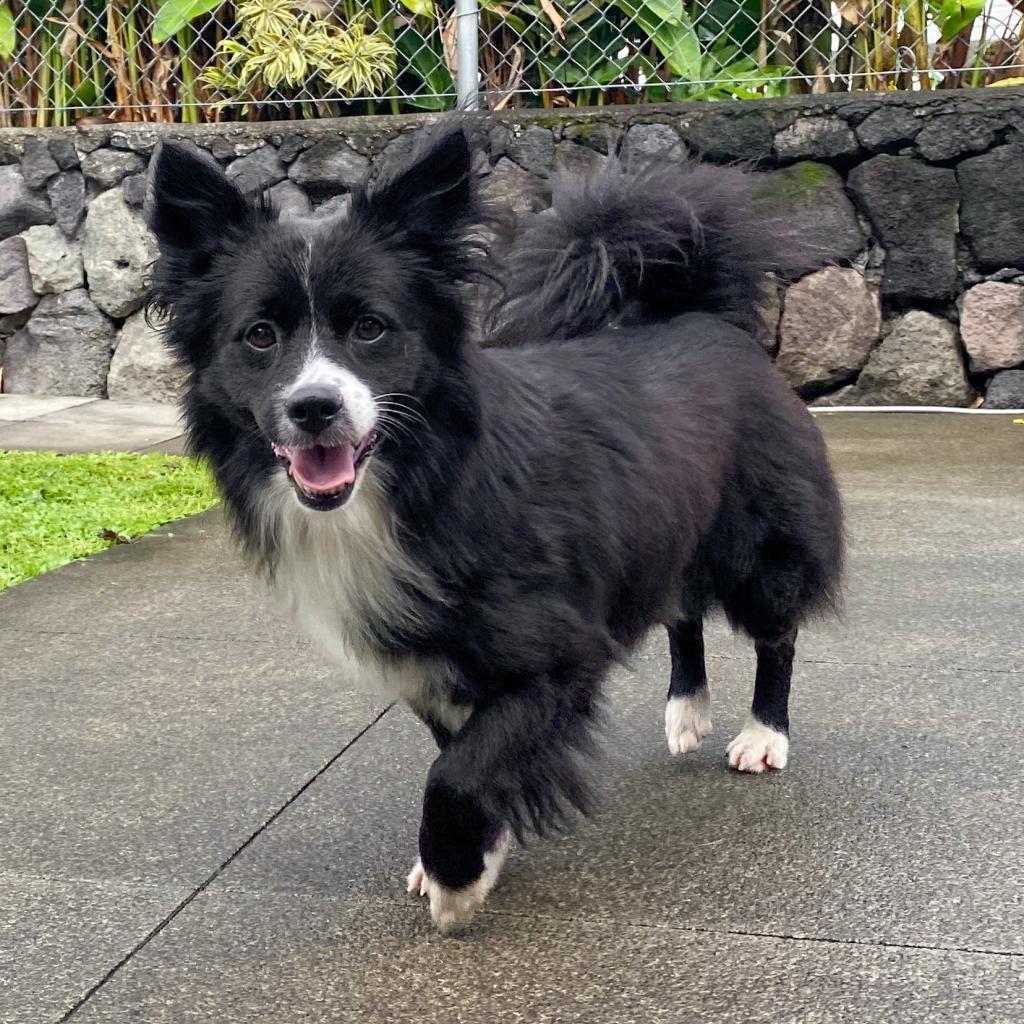 Matlock: COH-A-11151, an adoptable Mixed Breed in Keaau, HI, 96749 | Photo Image 1