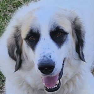 Lizzy, Adult Female Great Pyrenees