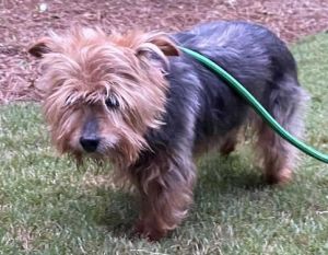Kylee, Senior Female Yorkshire Terrier