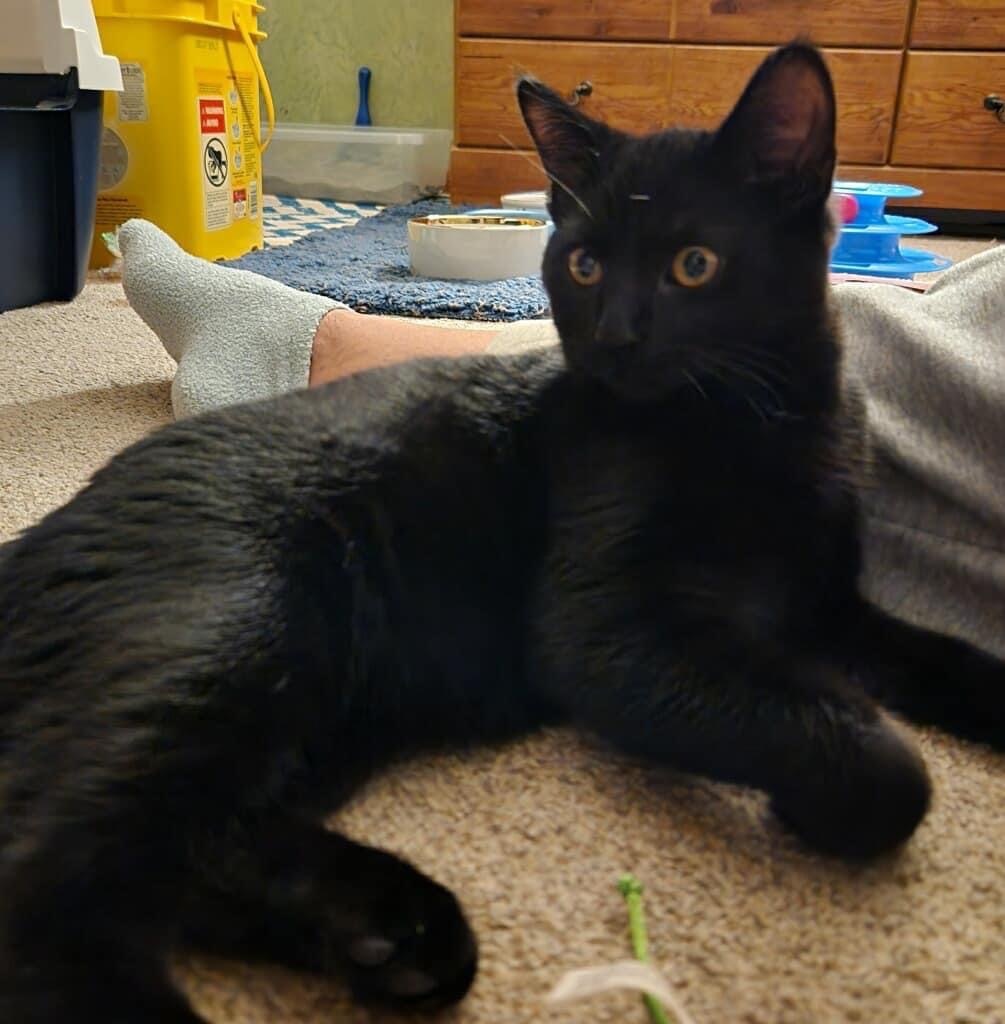 Inkie, an adoptable Domestic Short Hair in Grand Rapids, MN, 55744 | Photo Image 1