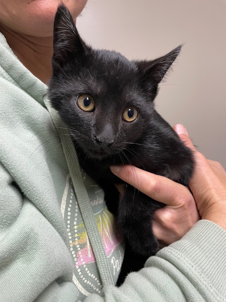 Inkie, an adoptable Domestic Short Hair in Grand Rapids, MN, 55744 | Photo Image 2