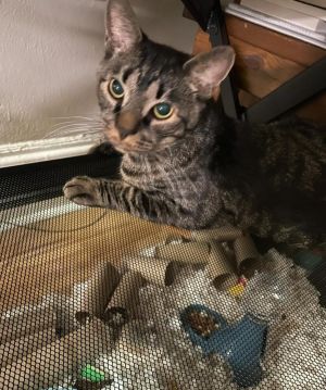 Baby, Adult Male Domestic Short Hair