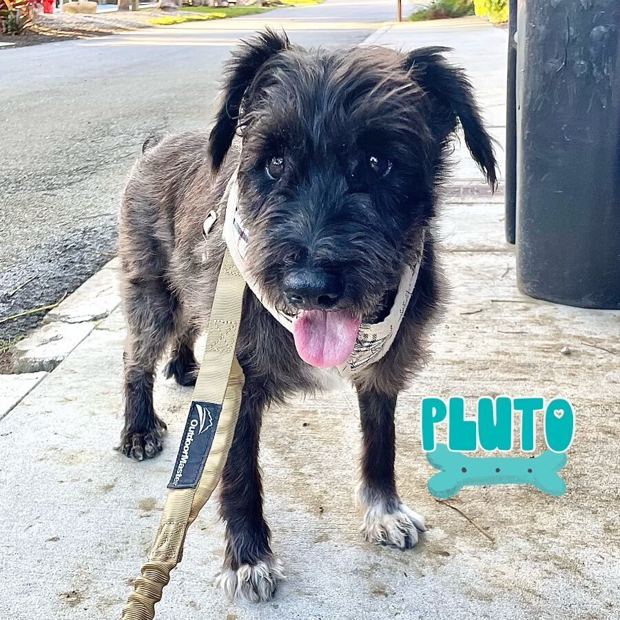 Pluto, an adoptable Schnauzer, Poodle in Fort Lauderdale, FL, 33316 | Photo Image 1