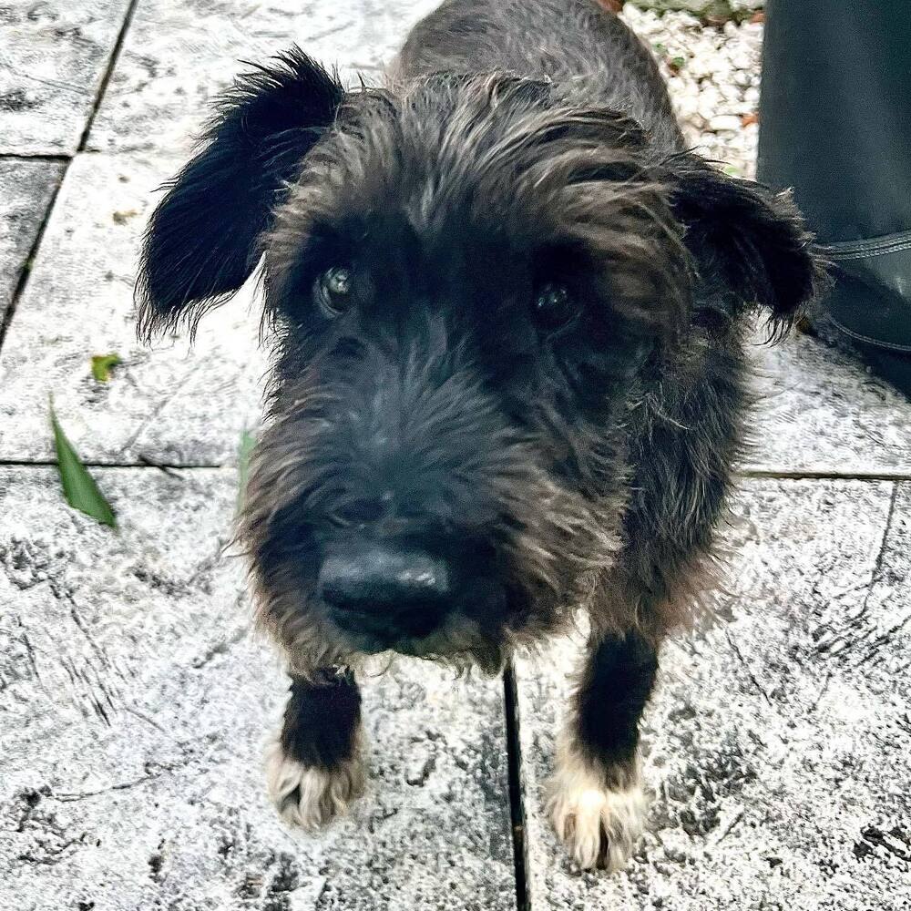 Pluto, an adoptable Schnauzer, Poodle in Fort Lauderdale, FL, 33316 | Photo Image 2