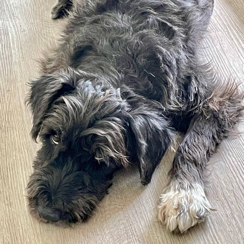 Pluto, an adoptable Schnauzer, Poodle in Fort Lauderdale, FL, 33316 | Photo Image 3