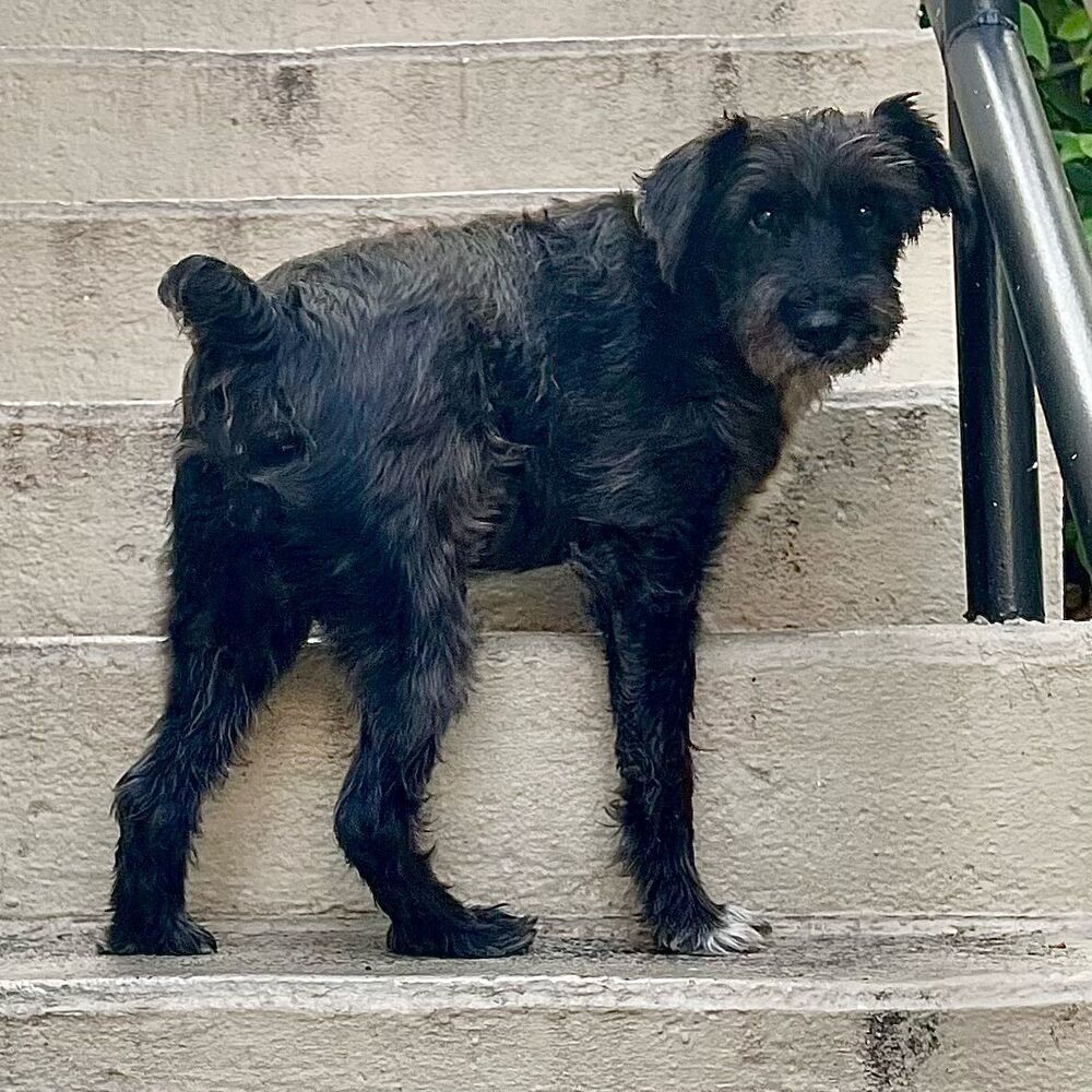 Pluto, an adoptable Schnauzer, Poodle in Fort Lauderdale, FL, 33316 | Photo Image 4