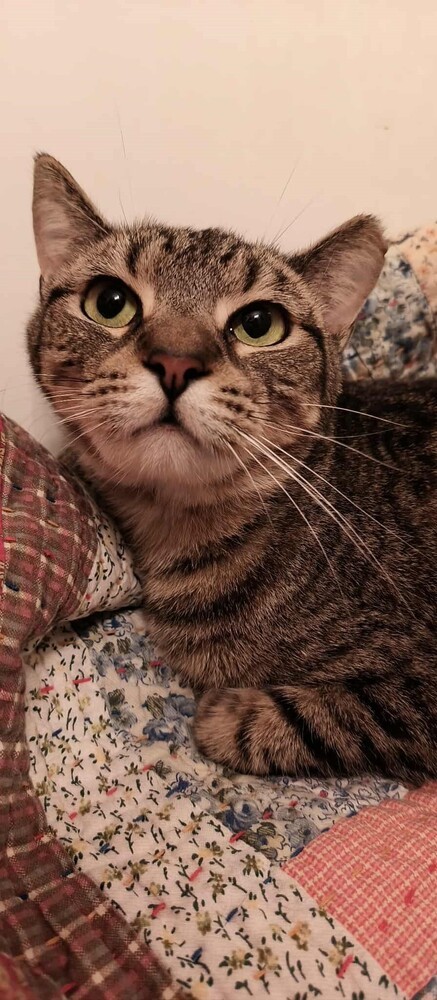 Tawny