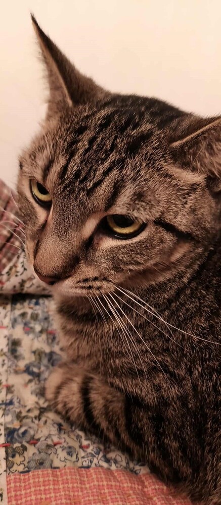 Tawny