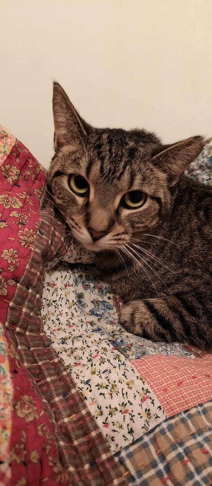 Tawny