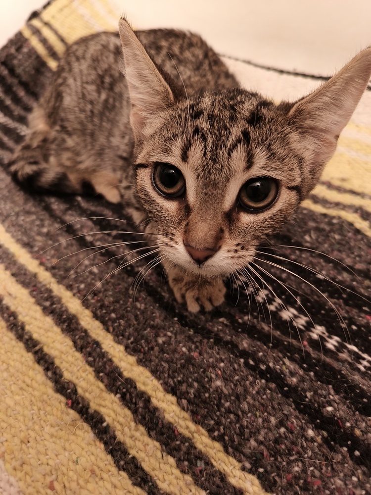 Mindy