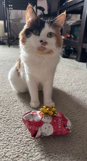 Miss June Bug, Adult Female Domestic Long Hair