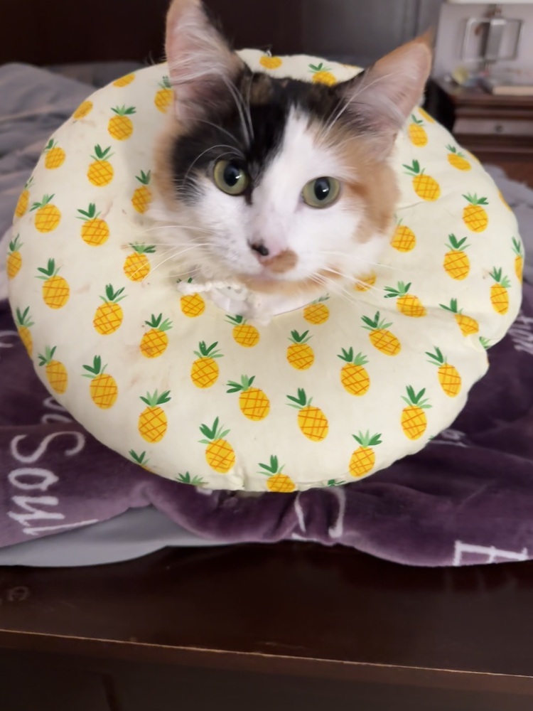 Miss June Bug