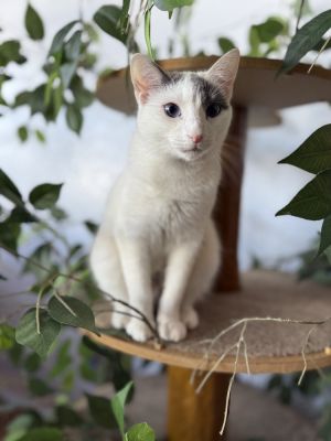 Snowball
