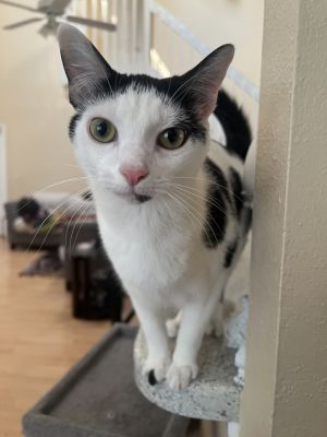 Fettuccine (Bonded with Orzo), Young Female unknown