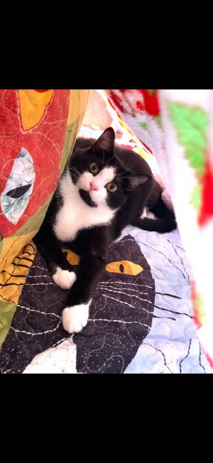Orzo (Bonded with Fettuccine), Young Male unknown