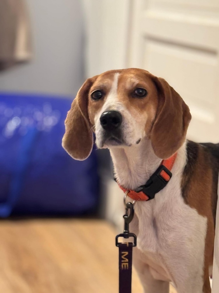 Poppy, an adoptable Foxhound, Hound in Louisa, VA, 23093 | Photo Image 1