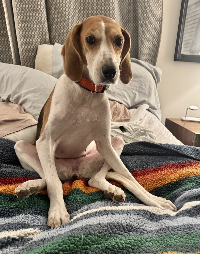 Poppy, an adoptable Foxhound, Hound in Louisa, VA, 23093 | Photo Image 2