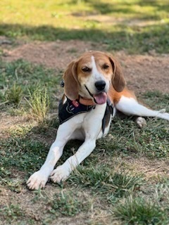 Poppy, an adoptable Foxhound, Hound in Louisa, VA, 23093 | Photo Image 3