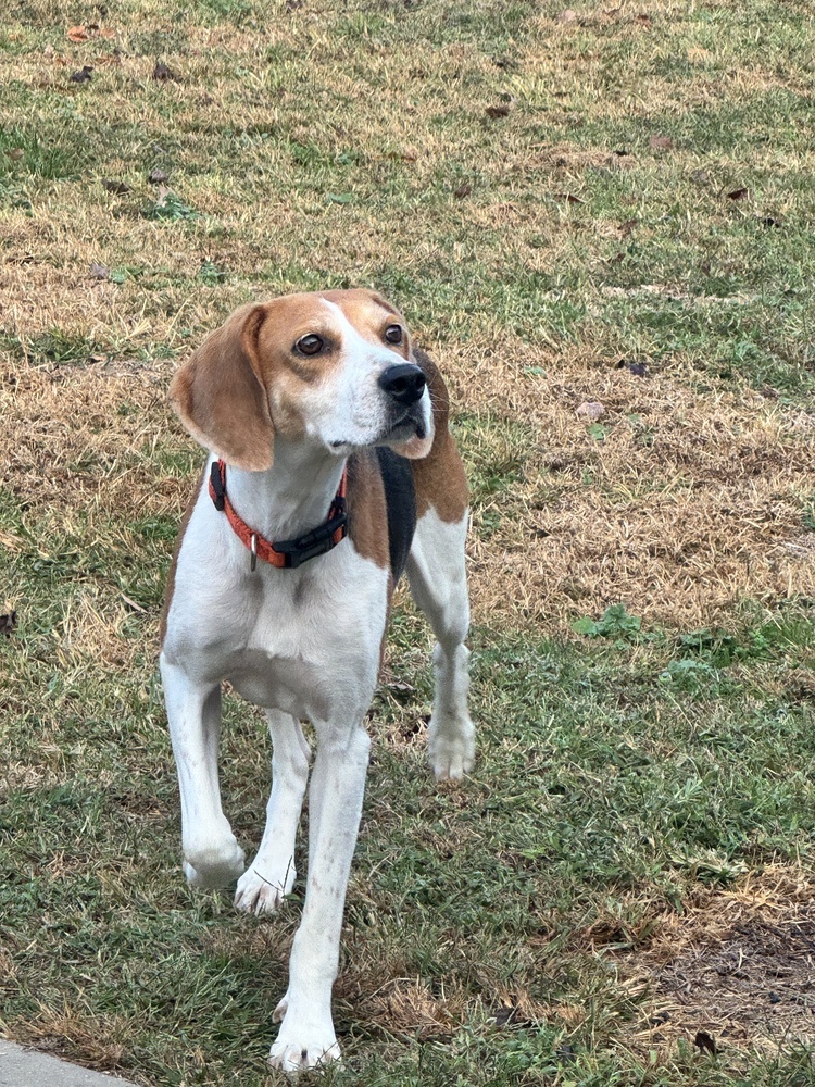 Poppy, an adoptable Foxhound, Hound in Louisa, VA, 23093 | Photo Image 4