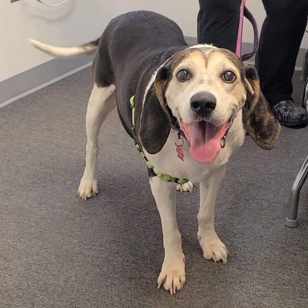 Lizzie, an adoptable Foxhound, Hound in Louisa, VA, 23093 | Photo Image 1