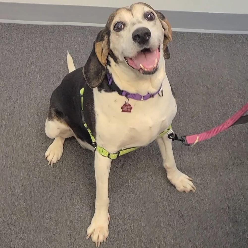 Lizzie, an adoptable Foxhound, Hound in Louisa, VA, 23093 | Photo Image 2