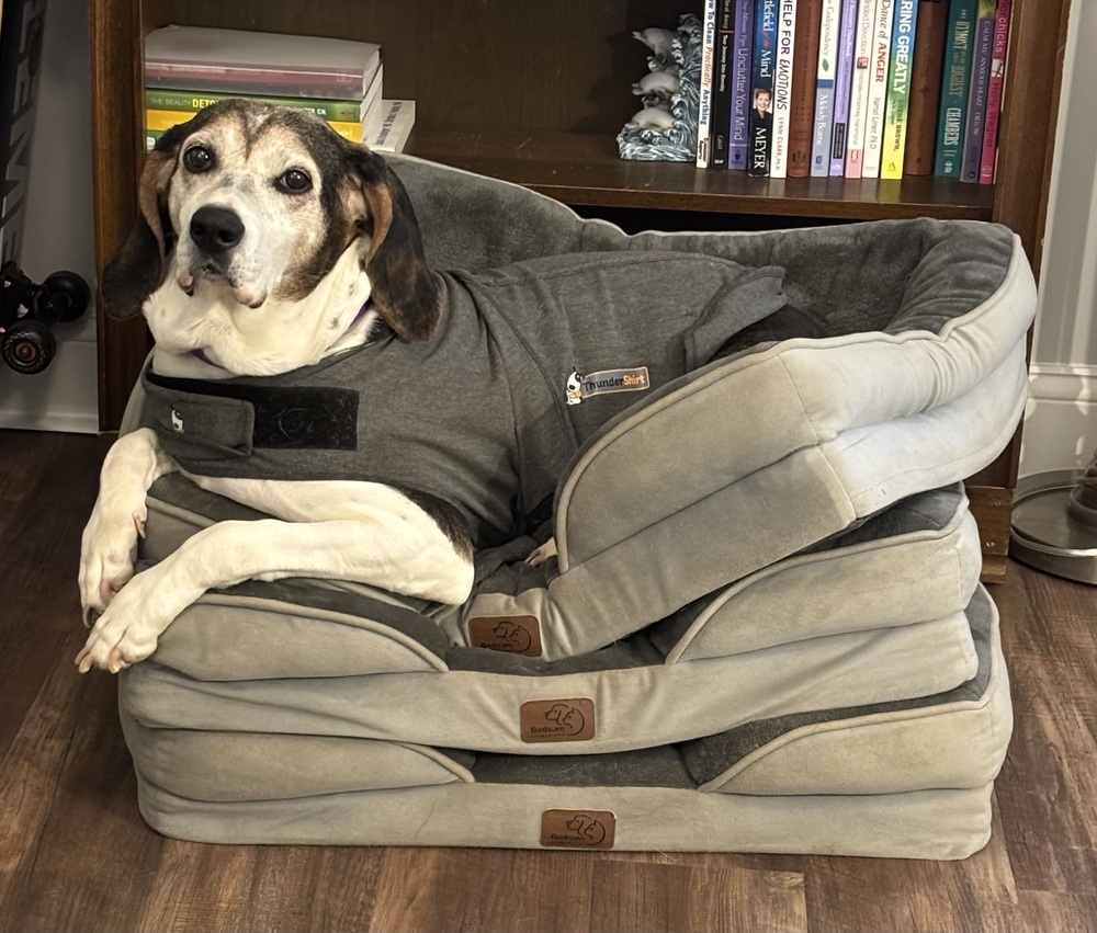Lizzie, an adoptable Foxhound, Hound in Louisa, VA, 23093 | Photo Image 3