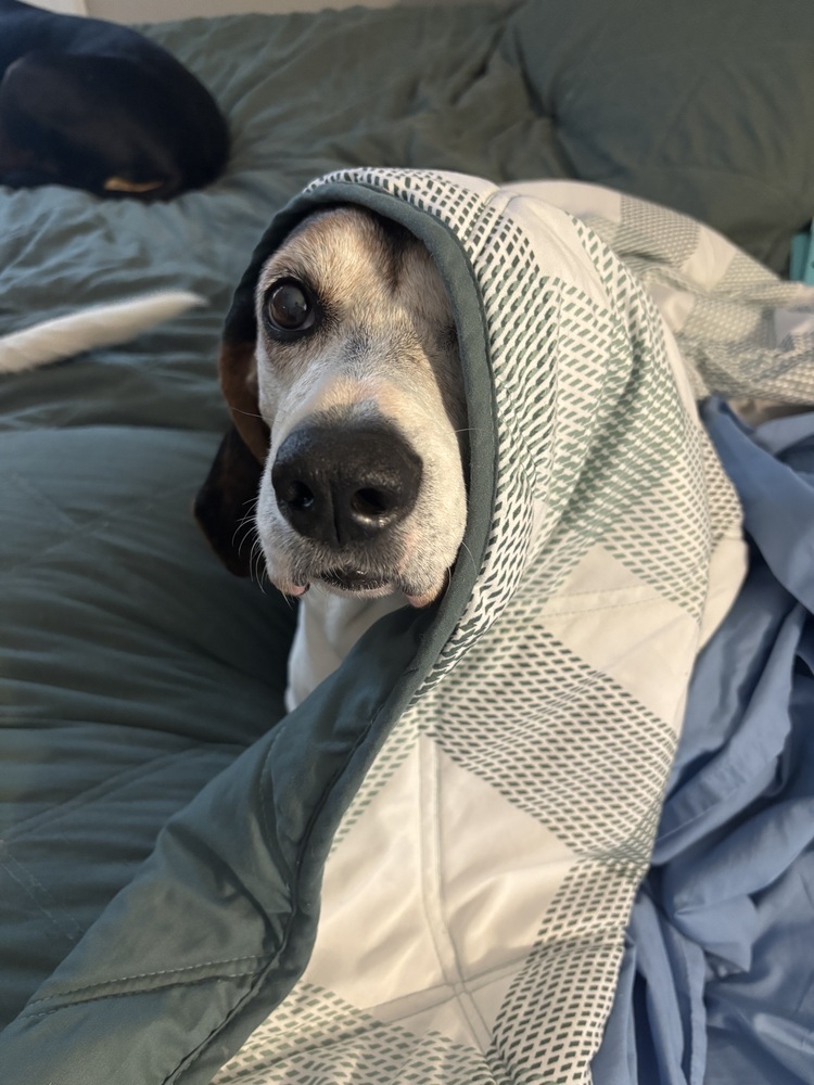 Lizzie, an adoptable Foxhound, Hound in Louisa, VA, 23093 | Photo Image 4