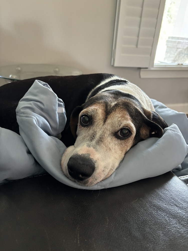 Lizzie, an adoptable Foxhound, Hound in Louisa, VA, 23093 | Photo Image 5