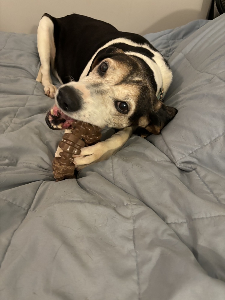 Lizzie, an adoptable Foxhound, Hound in Louisa, VA, 23093 | Photo Image 6