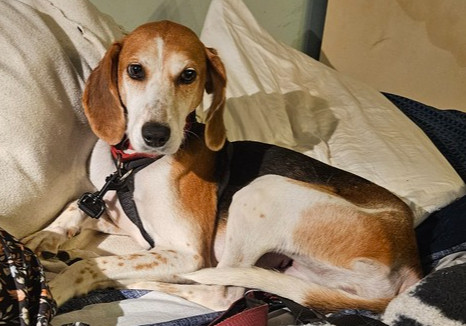 Missy aka Melissa, an adoptable Foxhound, Hound in Louisa, VA, 23093 | Photo Image 1