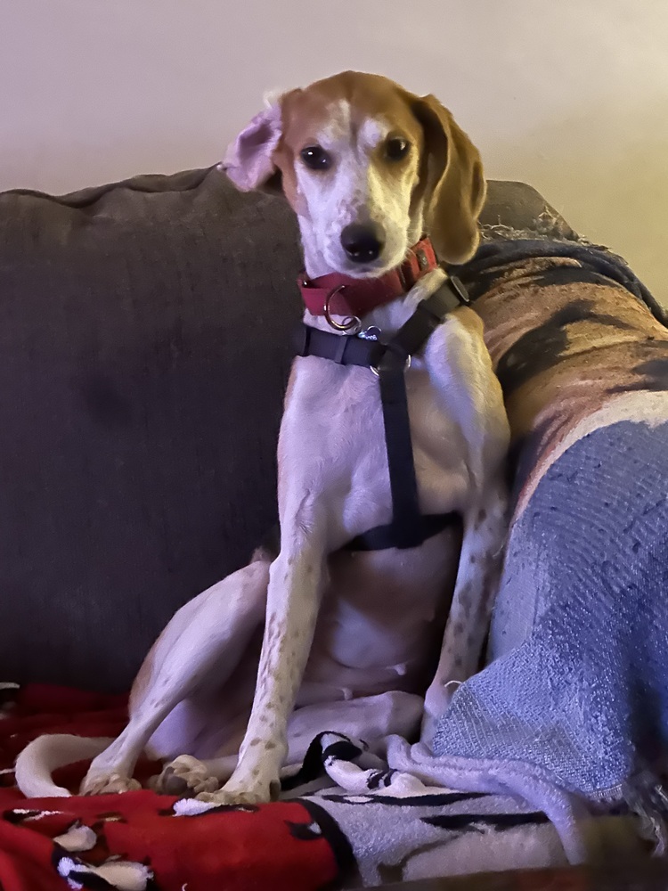 Missy aka Melissa, an adoptable Foxhound, Hound in Louisa, VA, 23093 | Photo Image 2