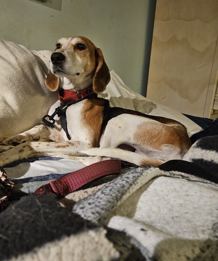 Missy aka Melissa, an adoptable Foxhound, Hound in Louisa, VA, 23093 | Photo Image 3