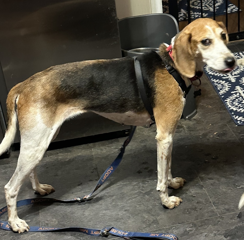 Missy aka Melissa, an adoptable Foxhound, Hound in Louisa, VA, 23093 | Photo Image 4