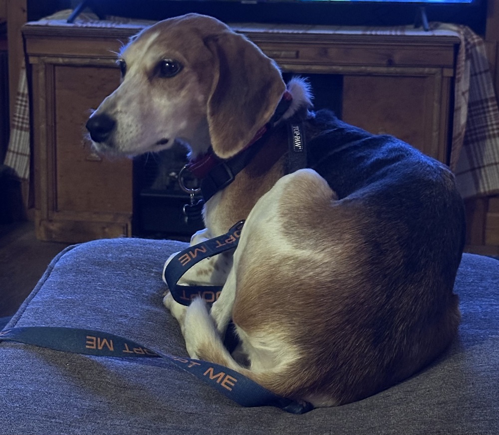 Missy aka Melissa, an adoptable Foxhound, Hound in Louisa, VA, 23093 | Photo Image 5