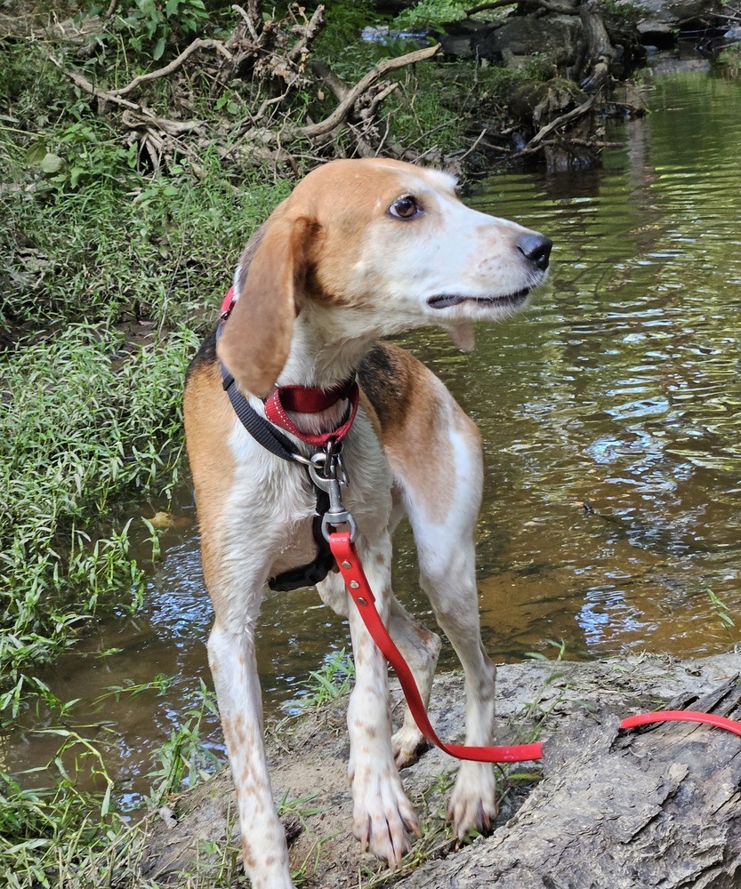 Missy aka Melissa, an adoptable Foxhound, Hound in Louisa, VA, 23093 | Photo Image 6