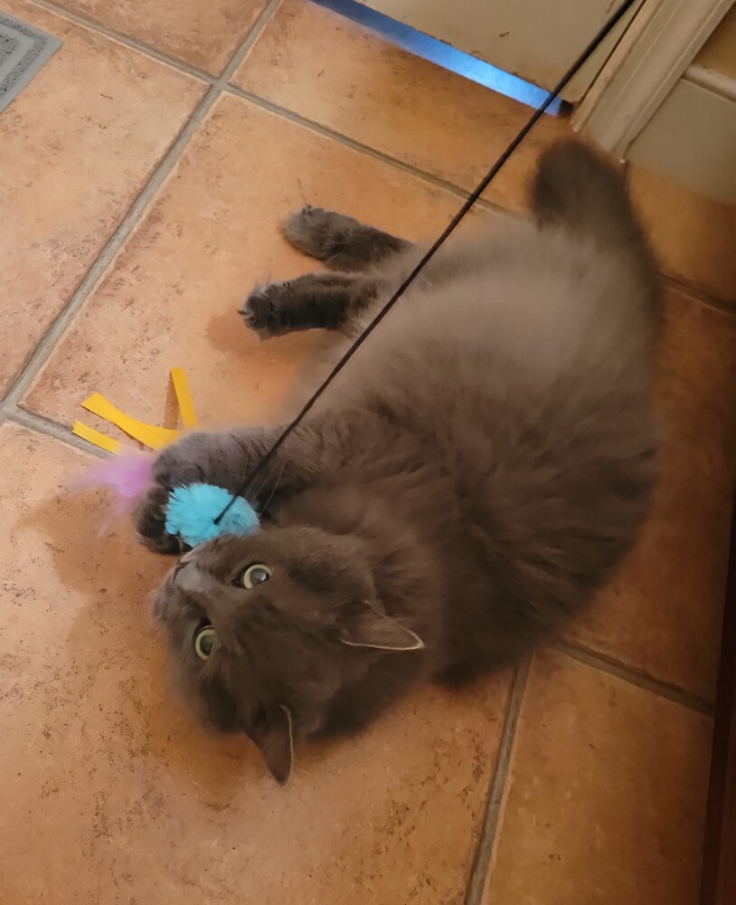 Stella, an adoptable Domestic Long Hair, Nebelung in Louisa, VA, 23093 | Photo Image 1