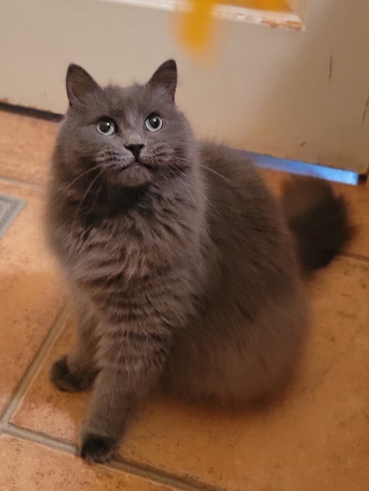 Stella, an adoptable Domestic Long Hair, Nebelung in Louisa, VA, 23093 | Photo Image 2