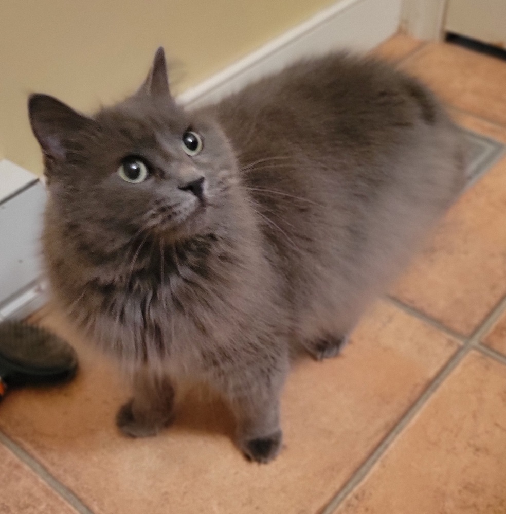 Stella, an adoptable Domestic Long Hair, Nebelung in Louisa, VA, 23093 | Photo Image 3