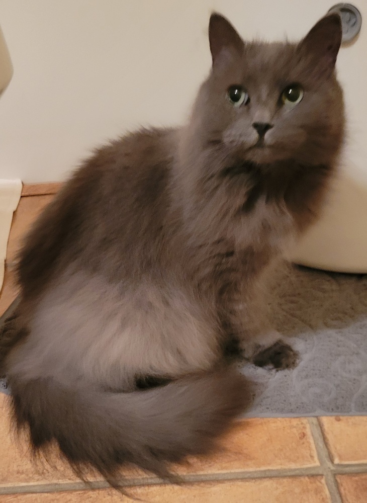 Stella, an adoptable Domestic Long Hair, Nebelung in Louisa, VA, 23093 | Photo Image 4