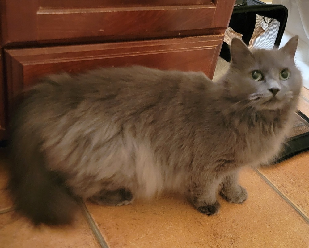 Stella, an adoptable Domestic Long Hair, Nebelung in Louisa, VA, 23093 | Photo Image 5