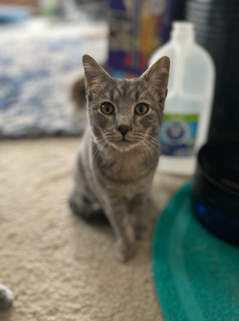 Abbott, an adoptable Domestic Medium Hair in Palmer, AK, 99645 | Photo Image 1