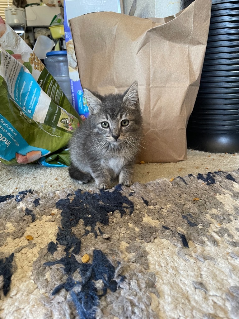 Abbott, an adoptable Domestic Medium Hair in Palmer, AK, 99645 | Photo Image 2