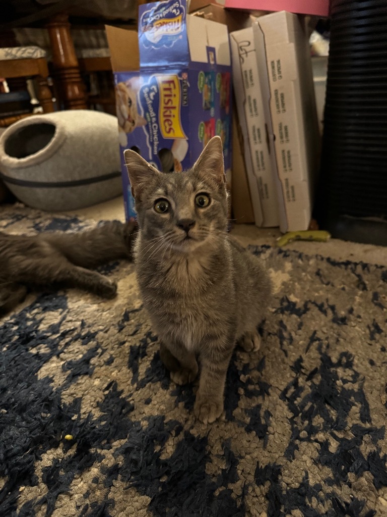 Abbott, an adoptable Domestic Medium Hair in Palmer, AK, 99645 | Photo Image 5