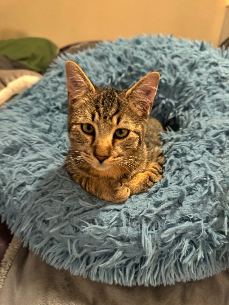 Costello, an adoptable Domestic Medium Hair in Palmer, AK, 99645 | Photo Image 1