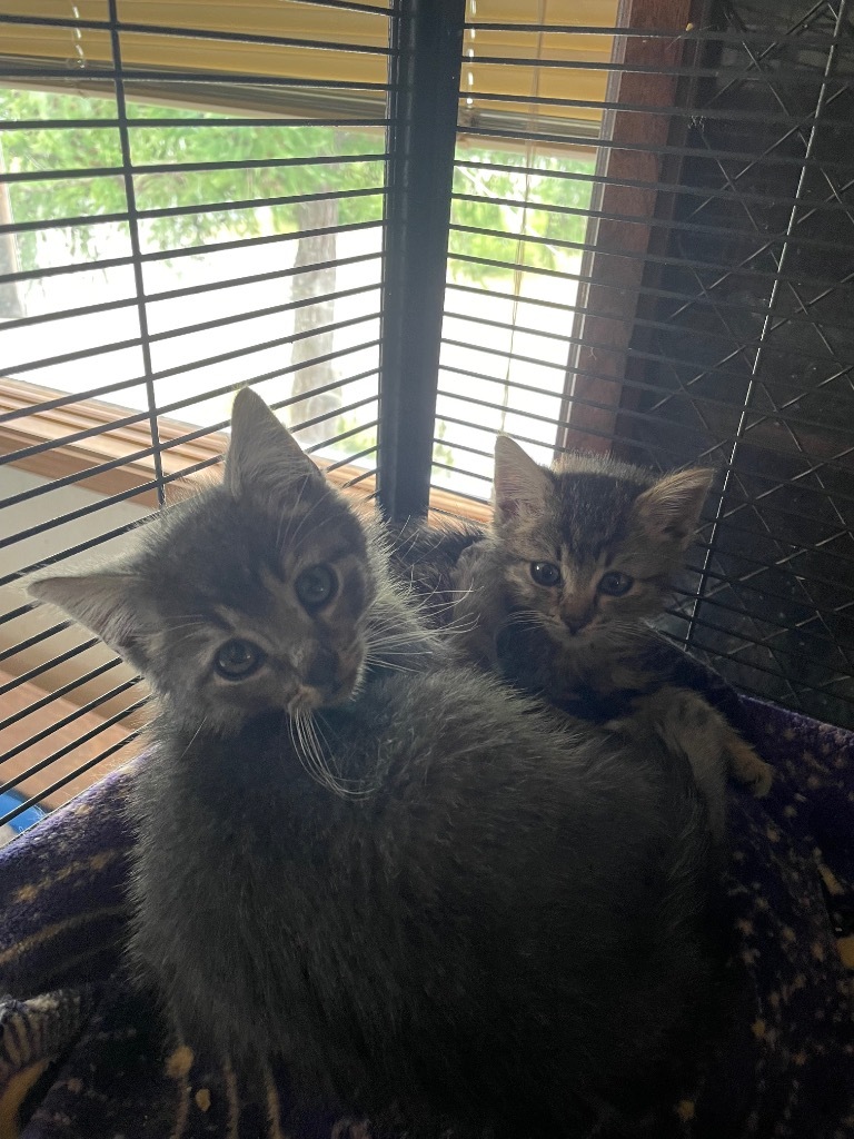 Costello, an adoptable Domestic Medium Hair in Palmer, AK, 99645 | Photo Image 2