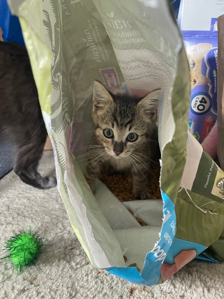 Costello, an adoptable Domestic Medium Hair in Palmer, AK, 99645 | Photo Image 3