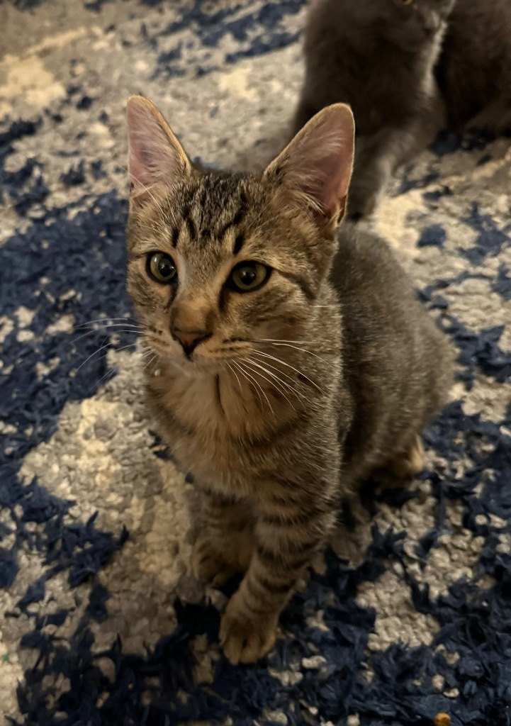Costello, an adoptable Domestic Medium Hair in Palmer, AK, 99645 | Photo Image 4