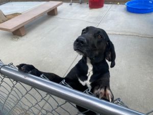 Khaleesi, Adult Female Plott Hound